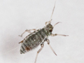 Rhopalosiphum padi
